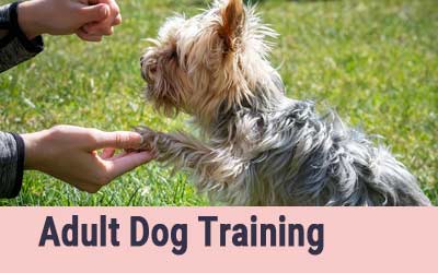 Adult Dog Training