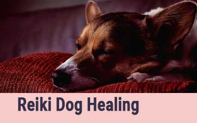 Dog Reiki